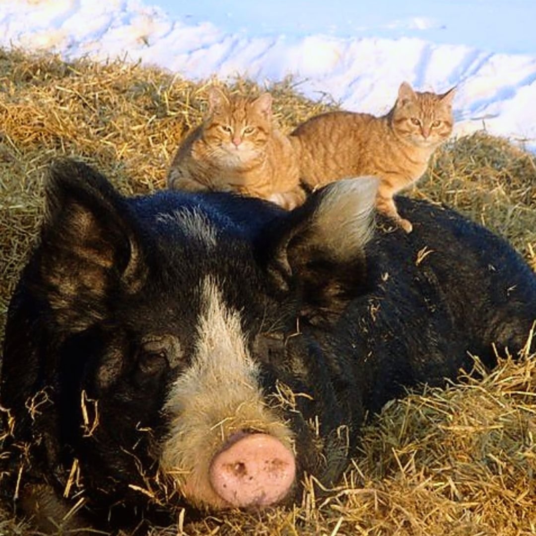 Berkshire boar with cats.jpg