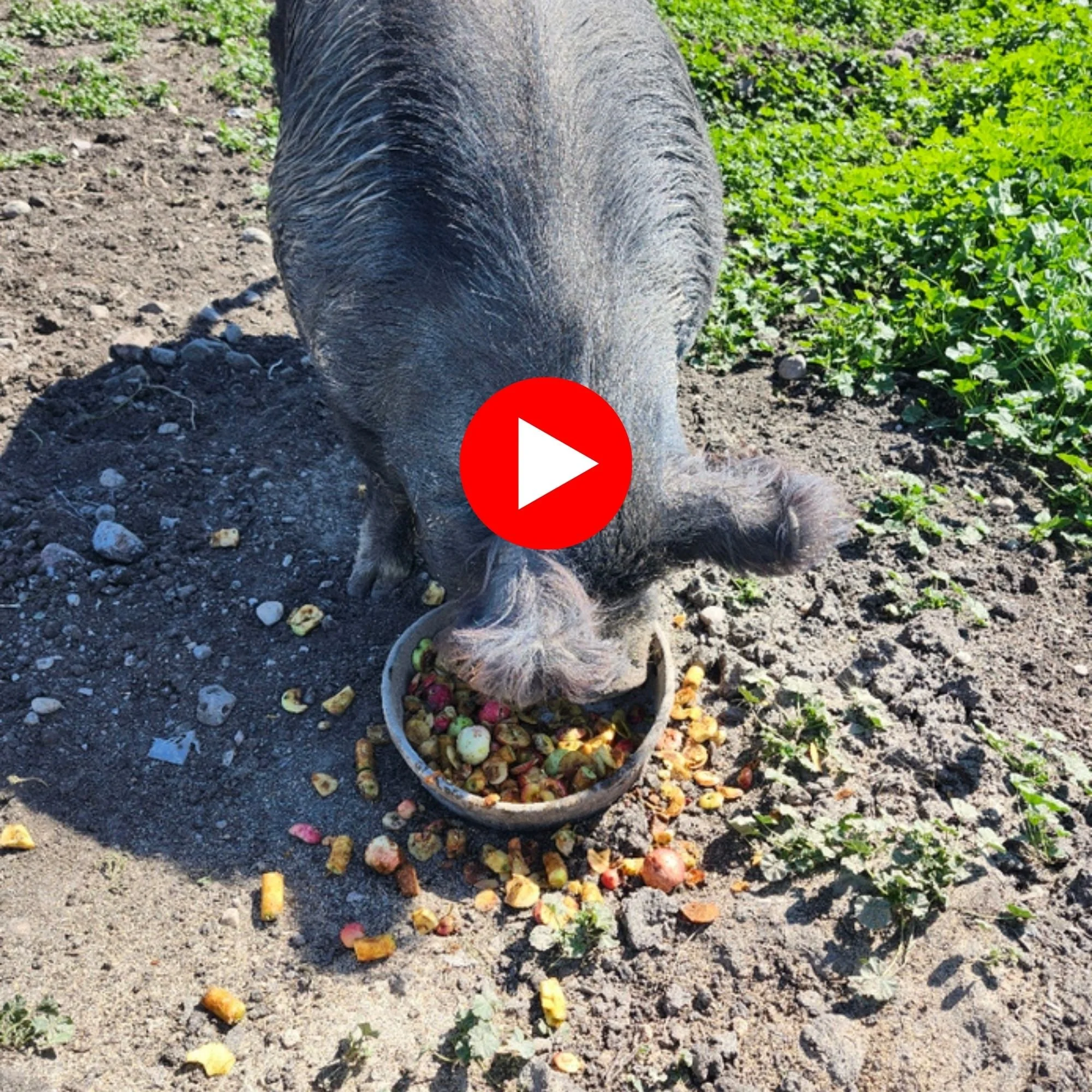 Berkshire boar eating windfall apples