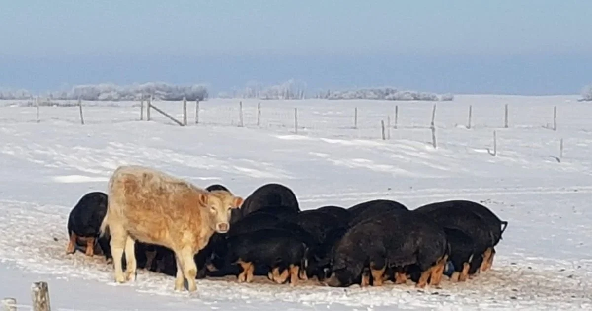 What’s the best winter housing for pigs in cold climates?