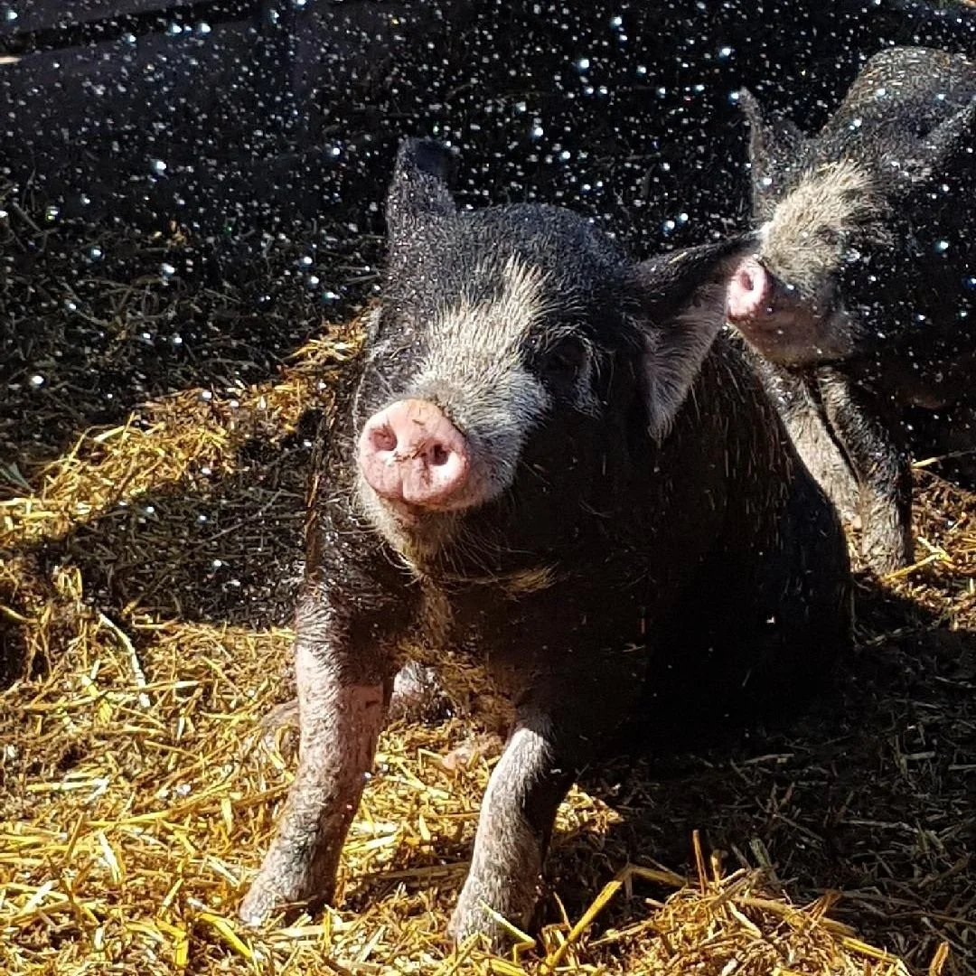A Berkshire piglet being sprayed with water on Cobblestone Farm in Saskatchewan