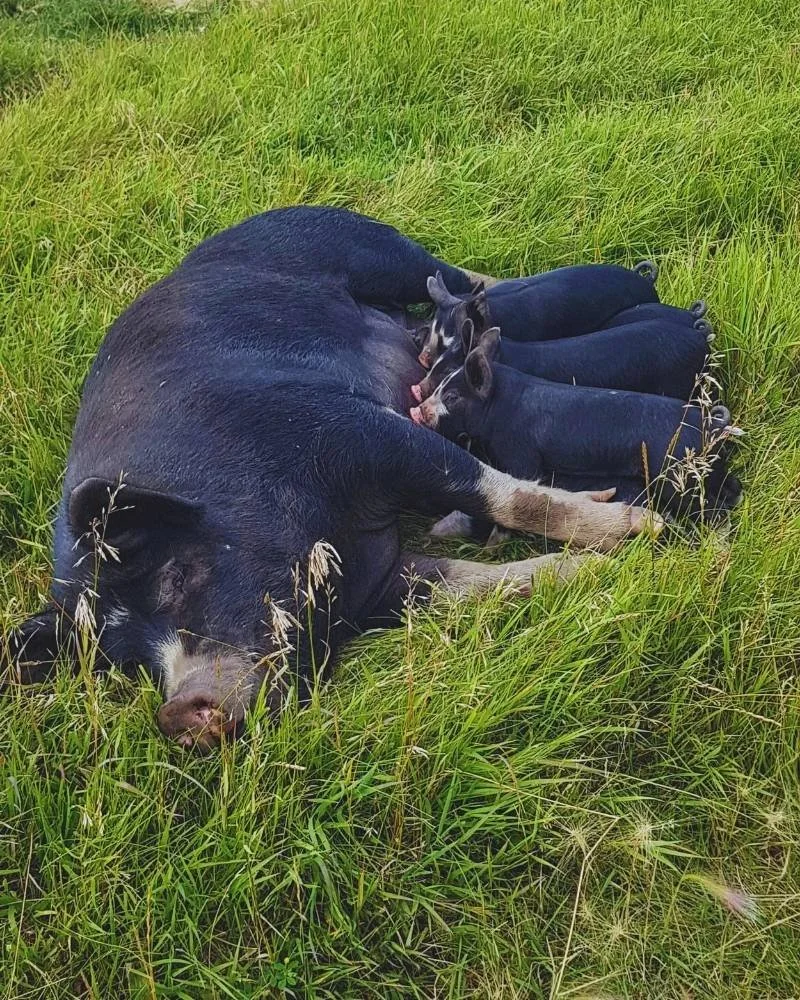 A berkshire pig nursing her piglets in a field at Cobblestone Farm Saskatchewan