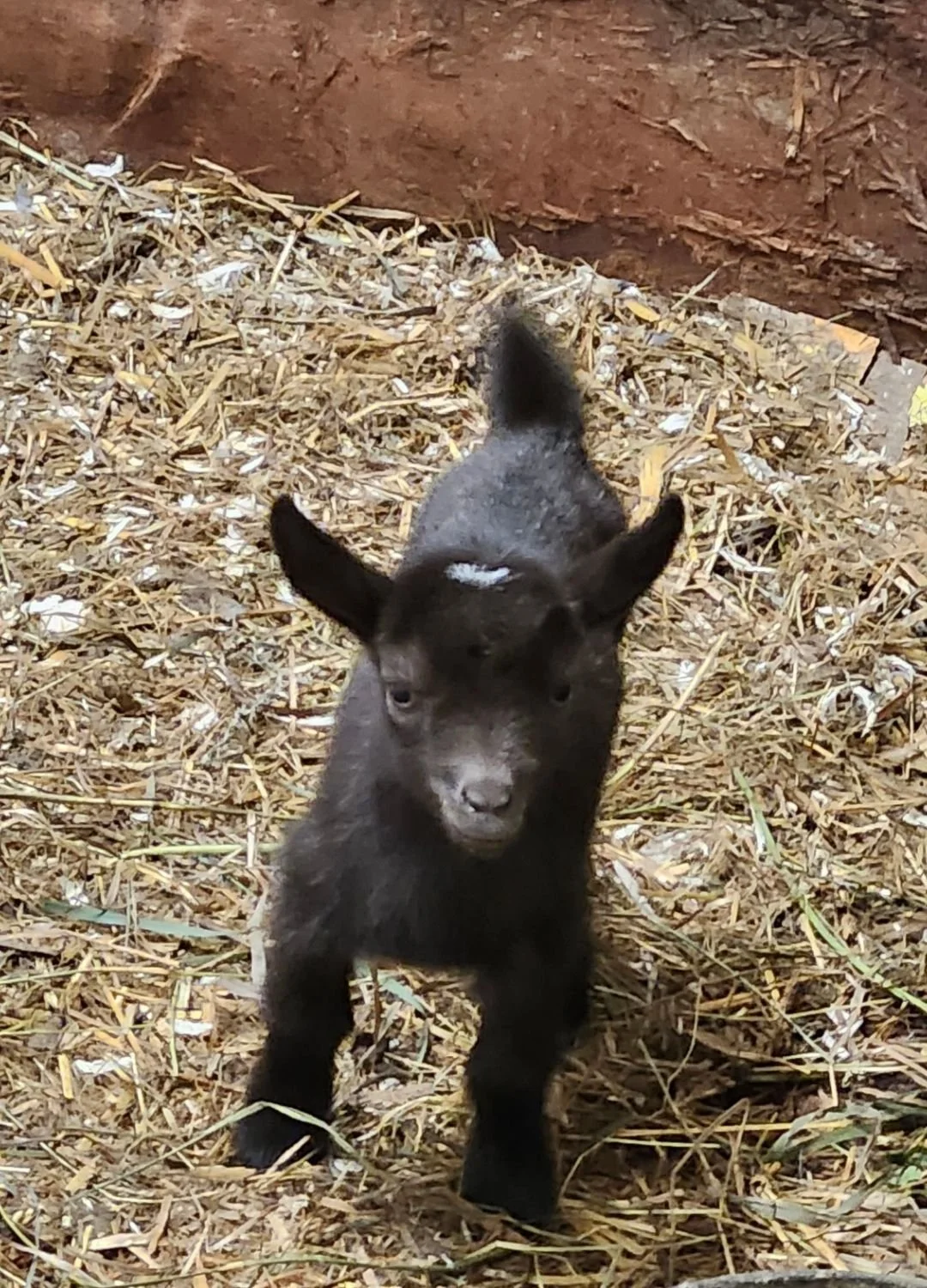 A newborn Nigerian Dwarf goat kid at Cobblestone farm in Saskatchewan