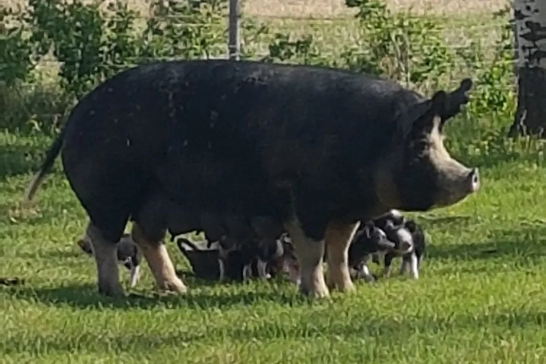 Ethel-registered-Heritage-Berkshire-pig-on-pasture-with-piglets-at-Cobblestone-Farm-in-Saskatchewan