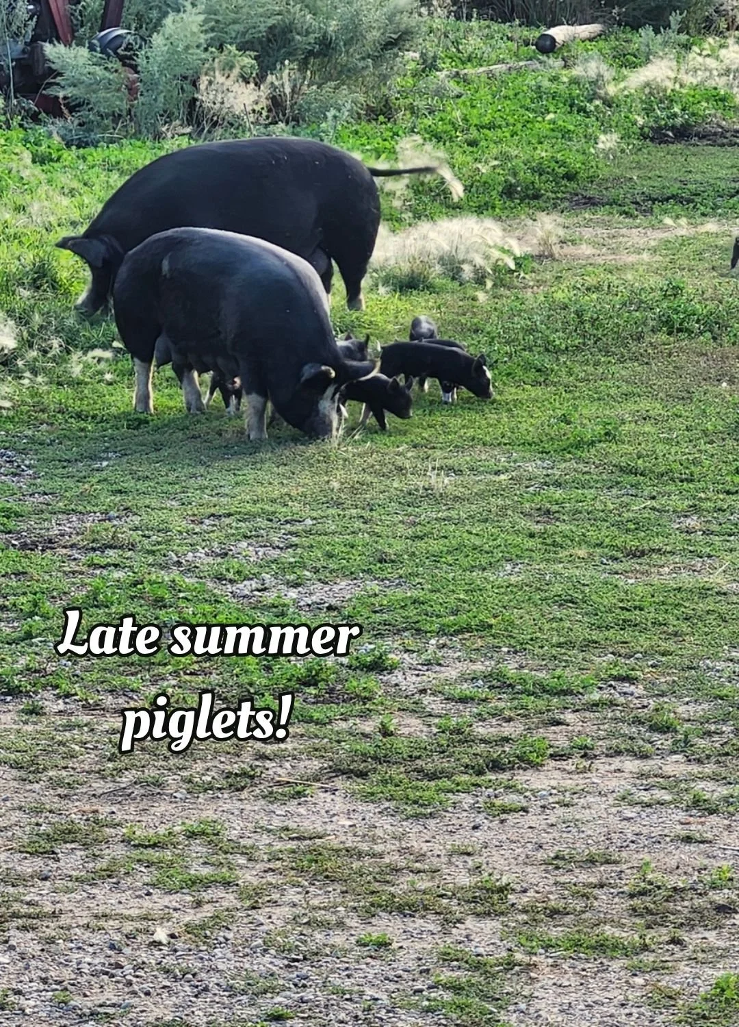 Pirebred Berkshire pigs with piglets outside on grass in late summer at Cobblestone Farm