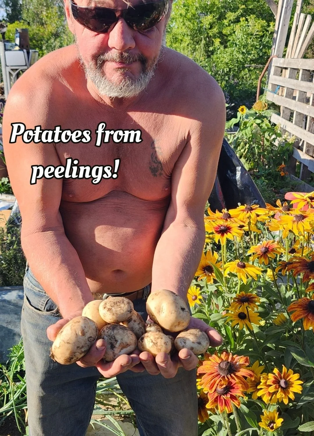 Carl holding freshly harvested potatoes in front of bright yellow  and orange Rudbeckia flowers in the farmhouse garden
