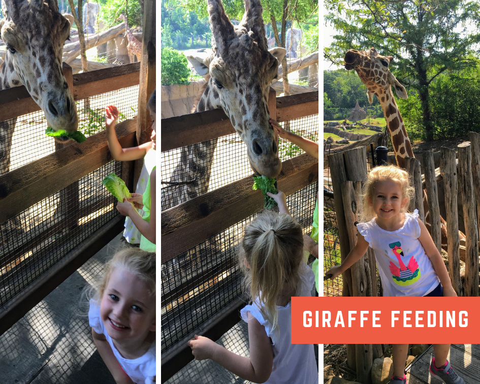 Giraffe Feeding.png