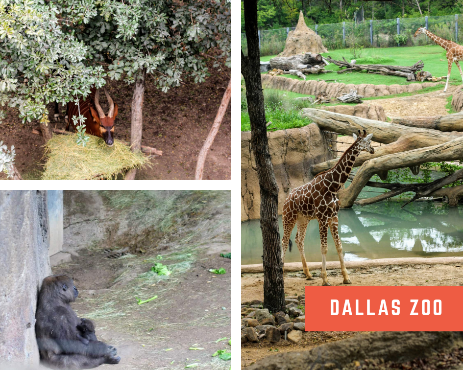 Dallas Zoo 3.png