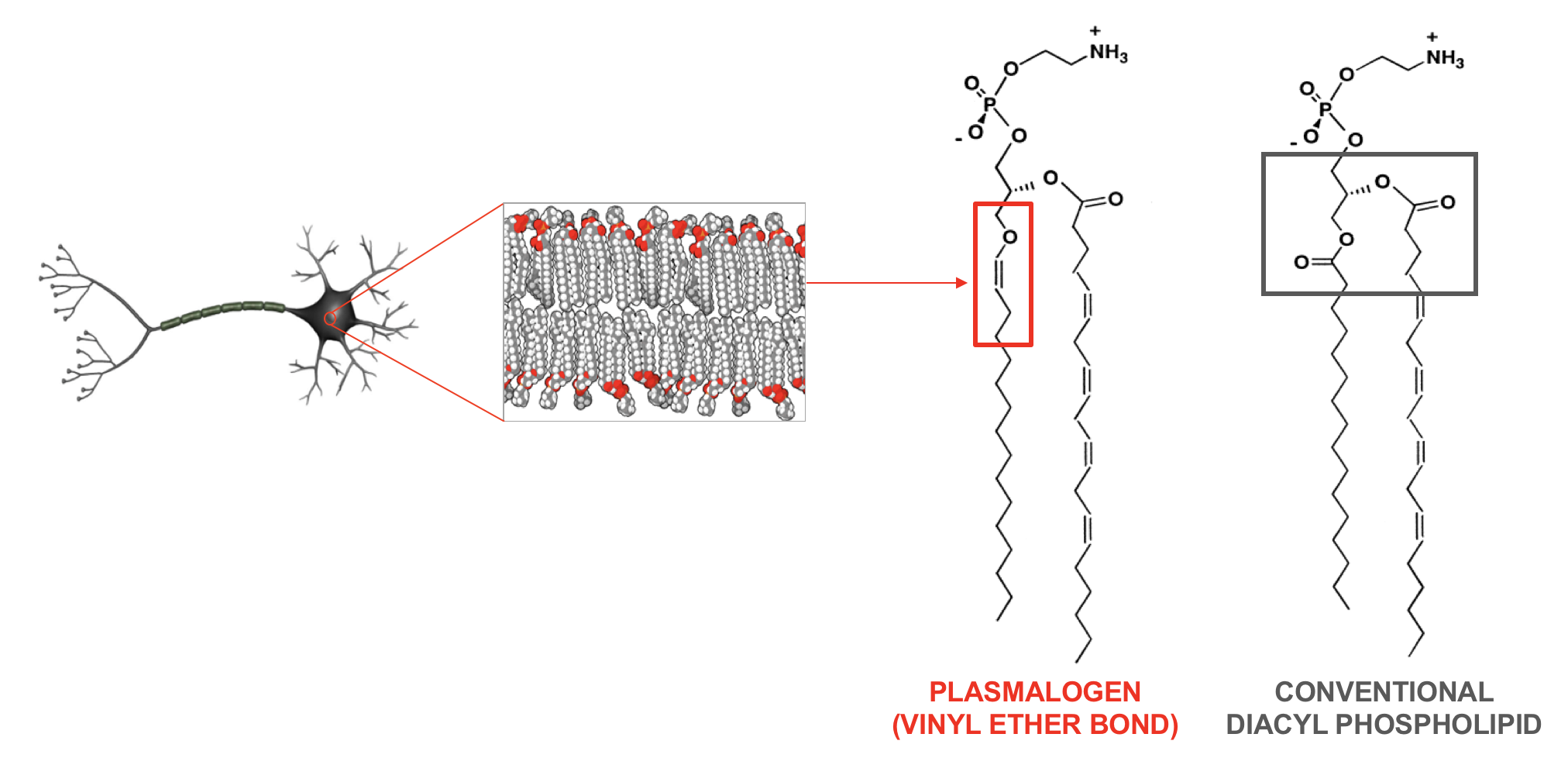 A neuronal cell is shown on the left. The membrane surface of the cell is composed of the lipid membrane bilayer, which contains two rows of lipid molecules packed closely together. This layer essentially acts as a barrier, controlling what enters and leaves the cell. It also serves as the location for which many cell surface proteins, such as receptors, are anchored. Such cell surface proteins are involved in cell-cell communication, activation of signalling pathways involved in various cellular functions, and more. There are multiple types of phospholipids that make up the cell membrane. Plasmalogens represent one class of lipids, as shown above, that contain the vinyl-ether bond (red box). In contrast, a conventional phospholipid contains two acyl bonds, as shown in the black box. In some cell types, such as neurons, over 50% of the cell membrane can be comprised of plasmalogens.