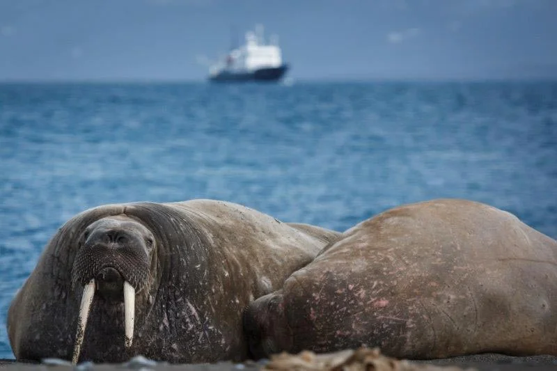 walrus.jpg