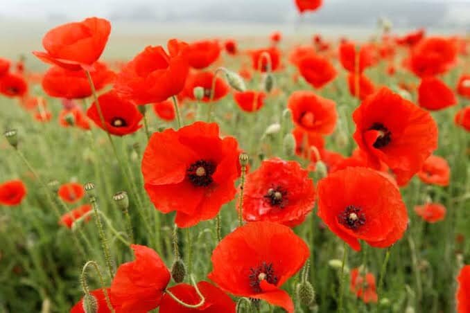 We are opened on Monday but closed on Tuesday (Anzac day). As it is a day to remember those who fought for our country in the wars in the pasts, and wars to this day.