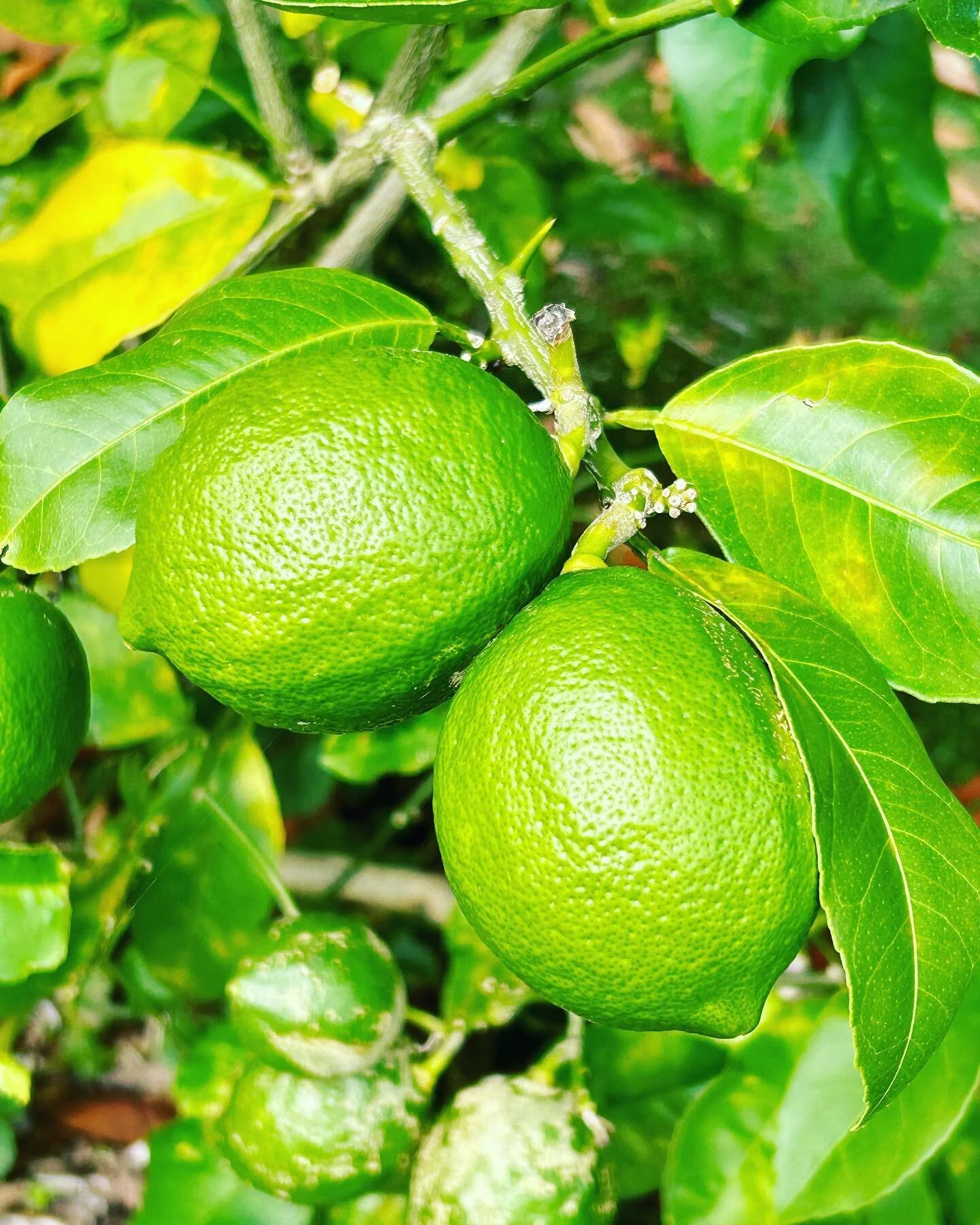 Book your table at pikopiko eatery!!! We have a new dinner menu to try out!!! 
Phone number: 06 757 9494