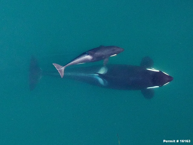 J 50 “Scarlet,” with her mom, J 16 “Slick” in 2015. Photo by NOAA Fisheries West Coast