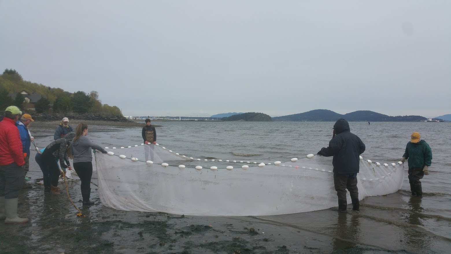 Conway School students beach seining to see if beach restoration is helping fish in Fidalgo Bay, WA