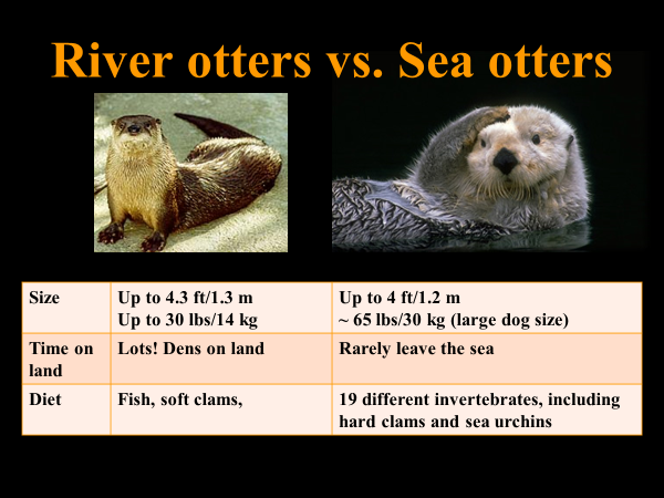 River Otter Vs Sea Otter