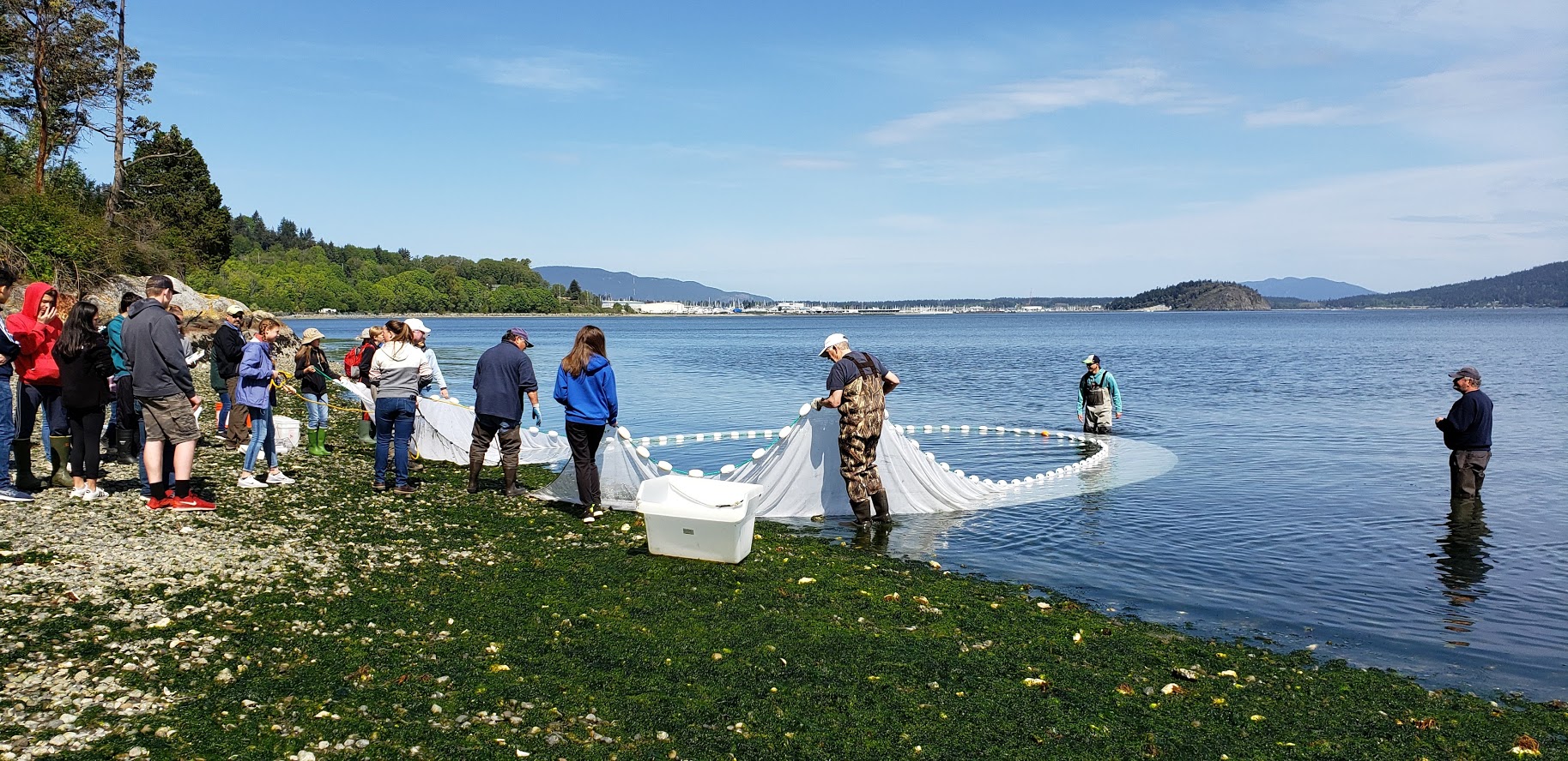 Conway students pull in the beach seine at the natural control site, with Samish Tribe Field Technician, Matt Castle, and retired Western Washington University biologist, Dr. Paul Dinnel supervising.