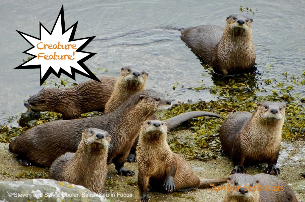 River Otter Food Chain