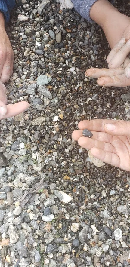 They found eggs! Can you spot them, too? They look like grains of salt on the gravel.