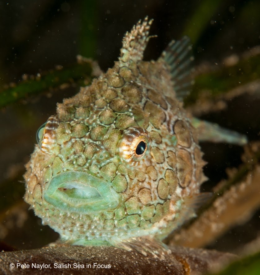Pacific Spiny Lumpsucker fish sitting on aquatic snail 3 inch waterproof vinyl sticker