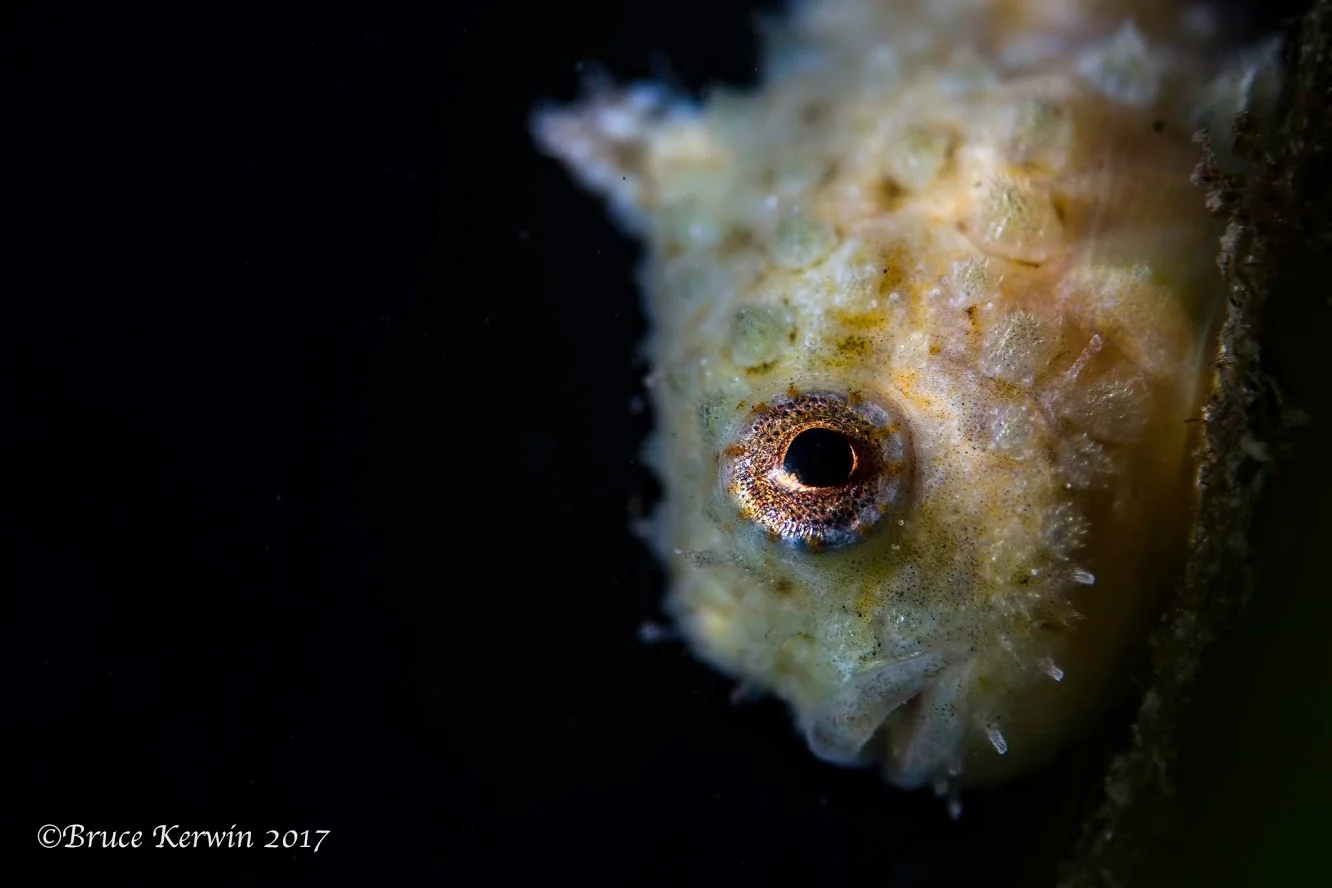 Pacific spiny lumpsucker hanging out on an eelgrass blade. Photo by Bruce Kerwin 2017.