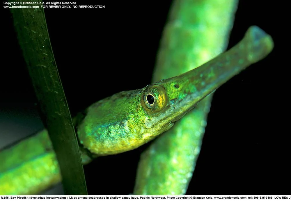 Bay pipefish in its eelgrass home. Photo by Brandon Cole. Salish Sea In Focus