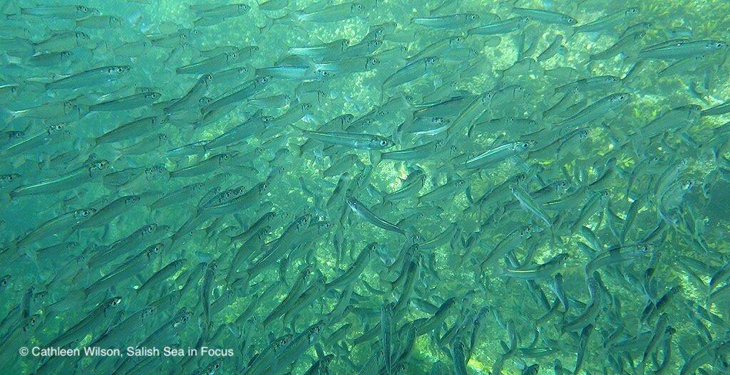 School Of Herring Fish