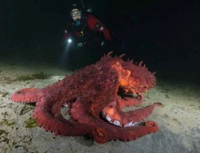 Creature Feature Giant Pacific Octopus — Junior SeaDoctors