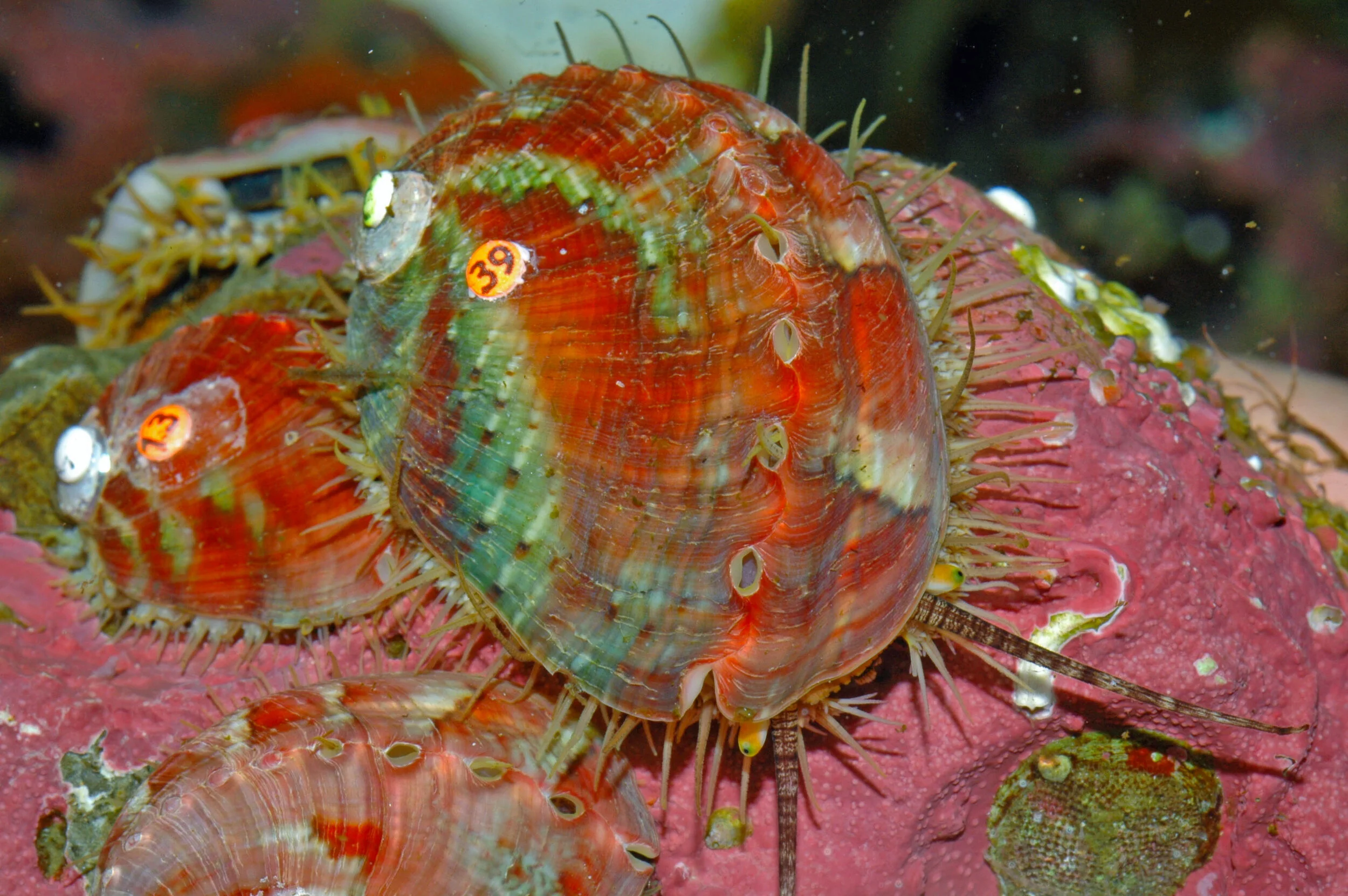 Creature Feature Pinto Abalone — Junior SeaDoctors