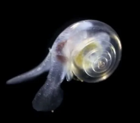 Sea Butterfly Facts – Swim Like a Butterfly? Sea Snail ‘Flies’ Through ...