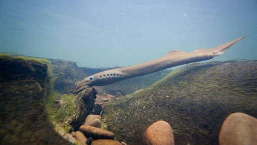 Creature Feature: Pacific Lamprey (Lampetra tridentata) — Junior SeaDoctors