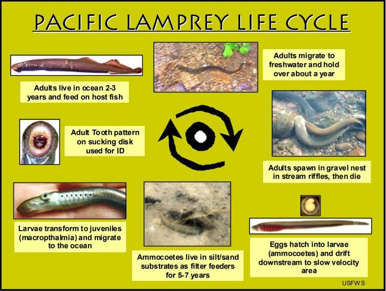 Creature Feature Pacific Lamprey (Lampetra tridentata) — Junior SeaDoctors