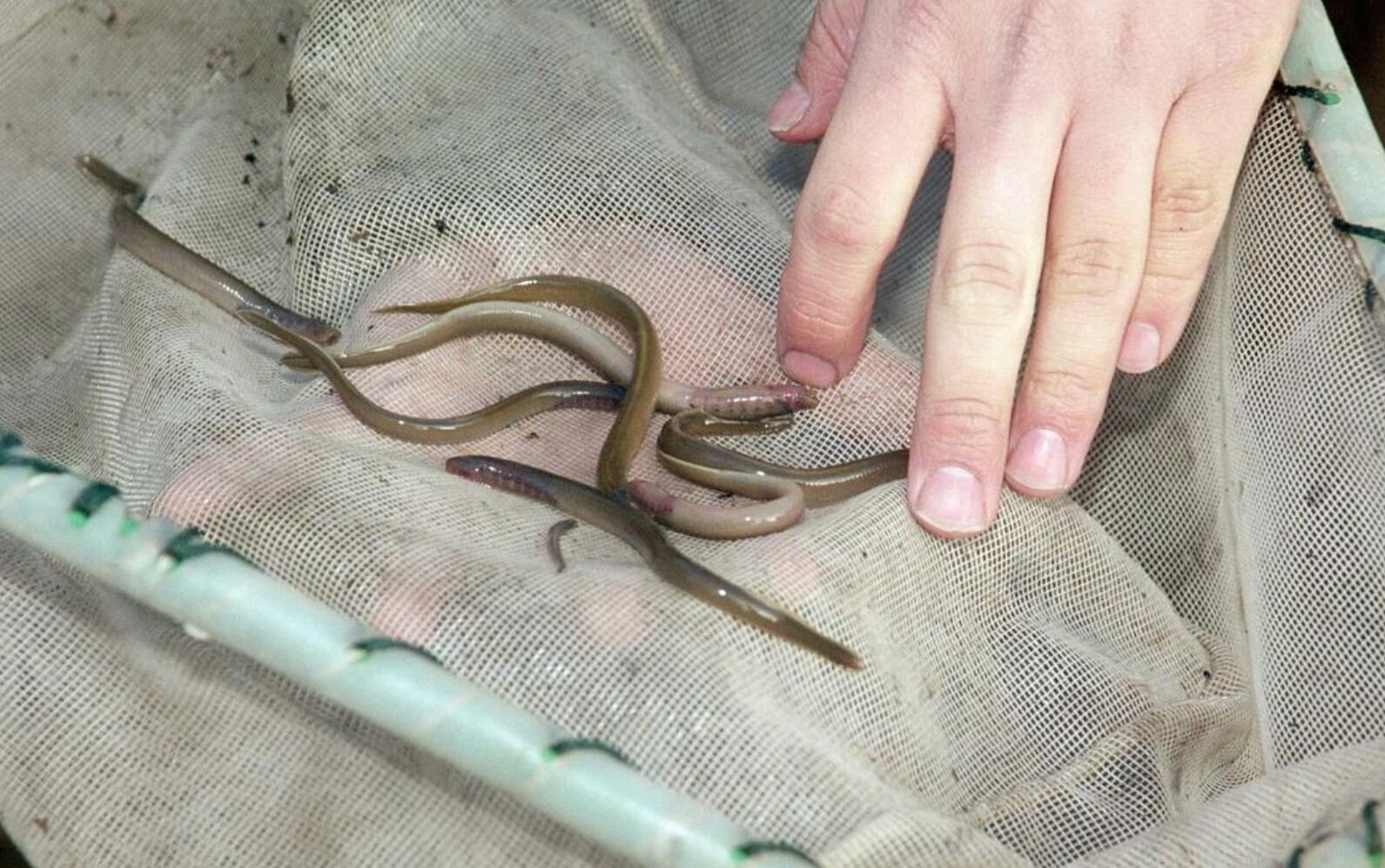 Creature Feature Pacific Lamprey (Lampetra tridentata) — Junior SeaDoctors