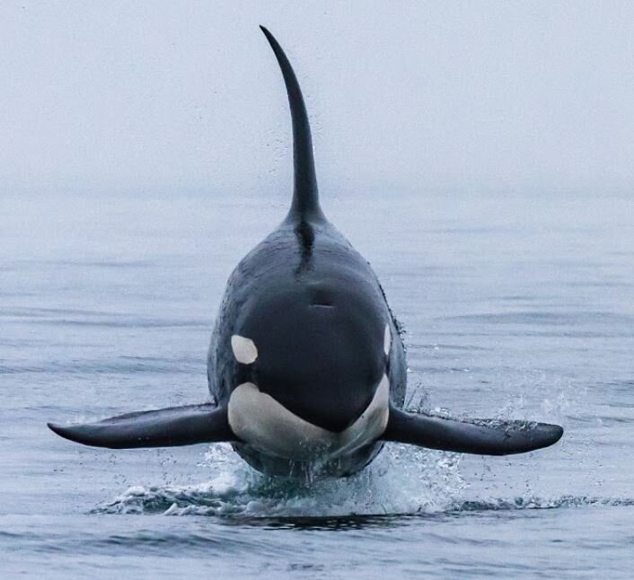 Friend Feature: Killer Whales — Junior SeaDoctors