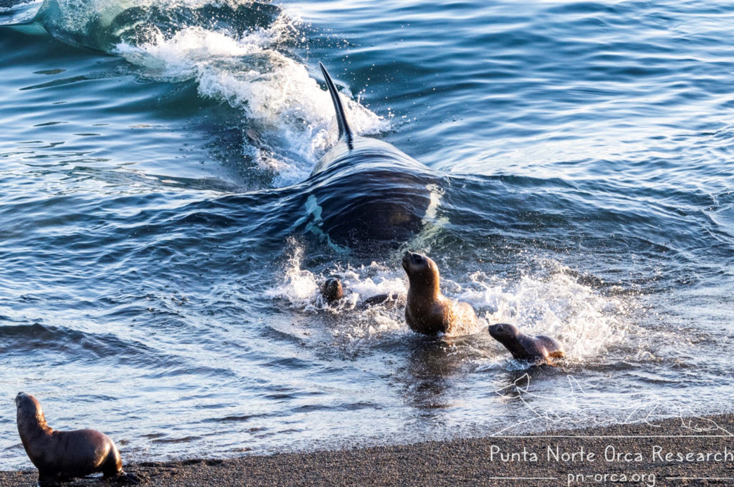 killer whale eating seal