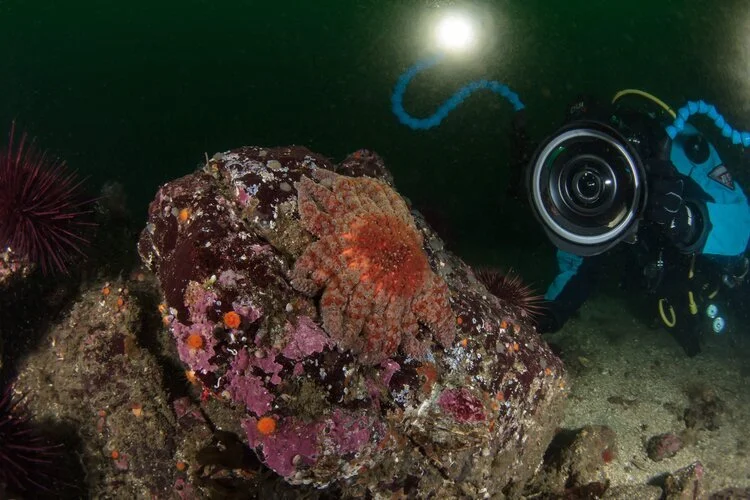 Sunflower Star underwater healthy