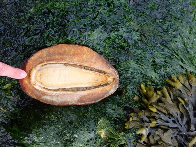 Friend Feature Gumboot Chiton — Junior SeaDoctors