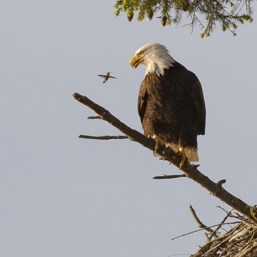 Friend Feature Bald Eagle Haliaeetus leucocephalus — Junior SeaDoctors