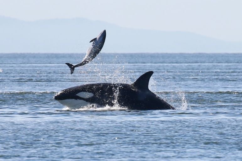 Friend Feature: Harbor porpoise — Junior SeaDoctors