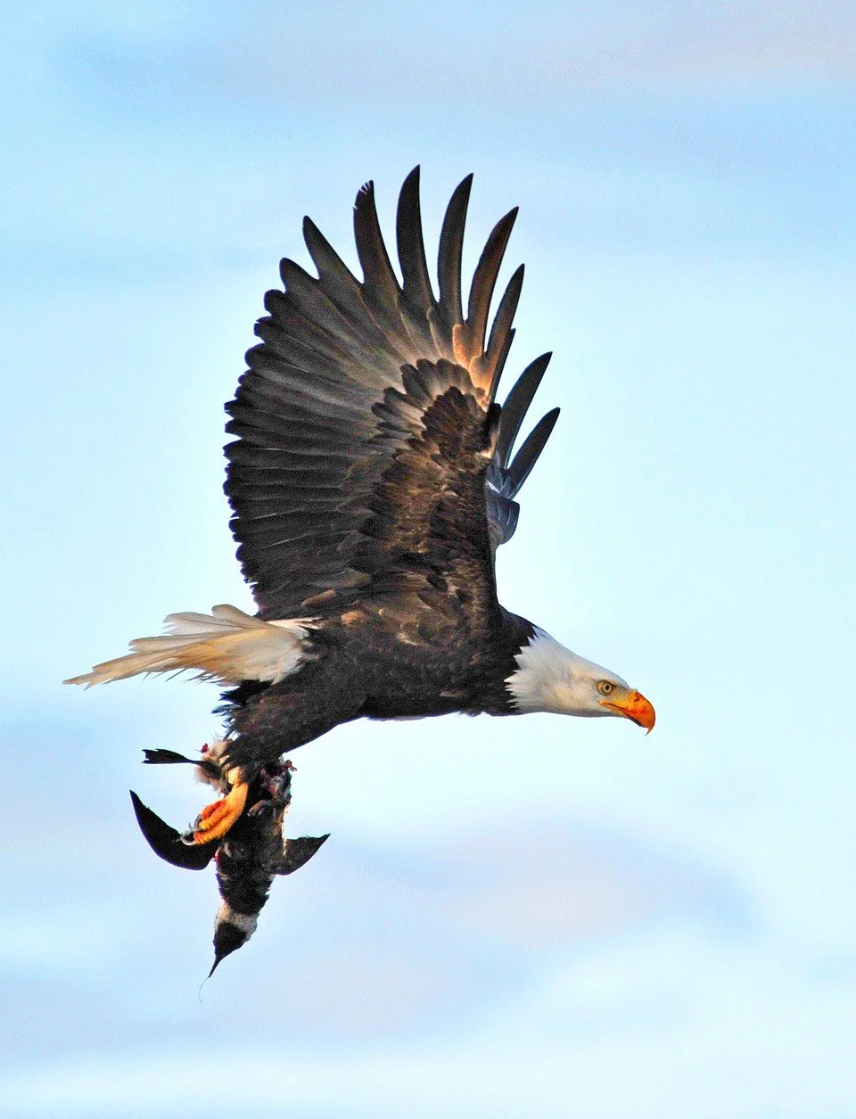 Friend Feature: Bald Eagle Haliaeetus leucocephalus — Junior SeaDoctors