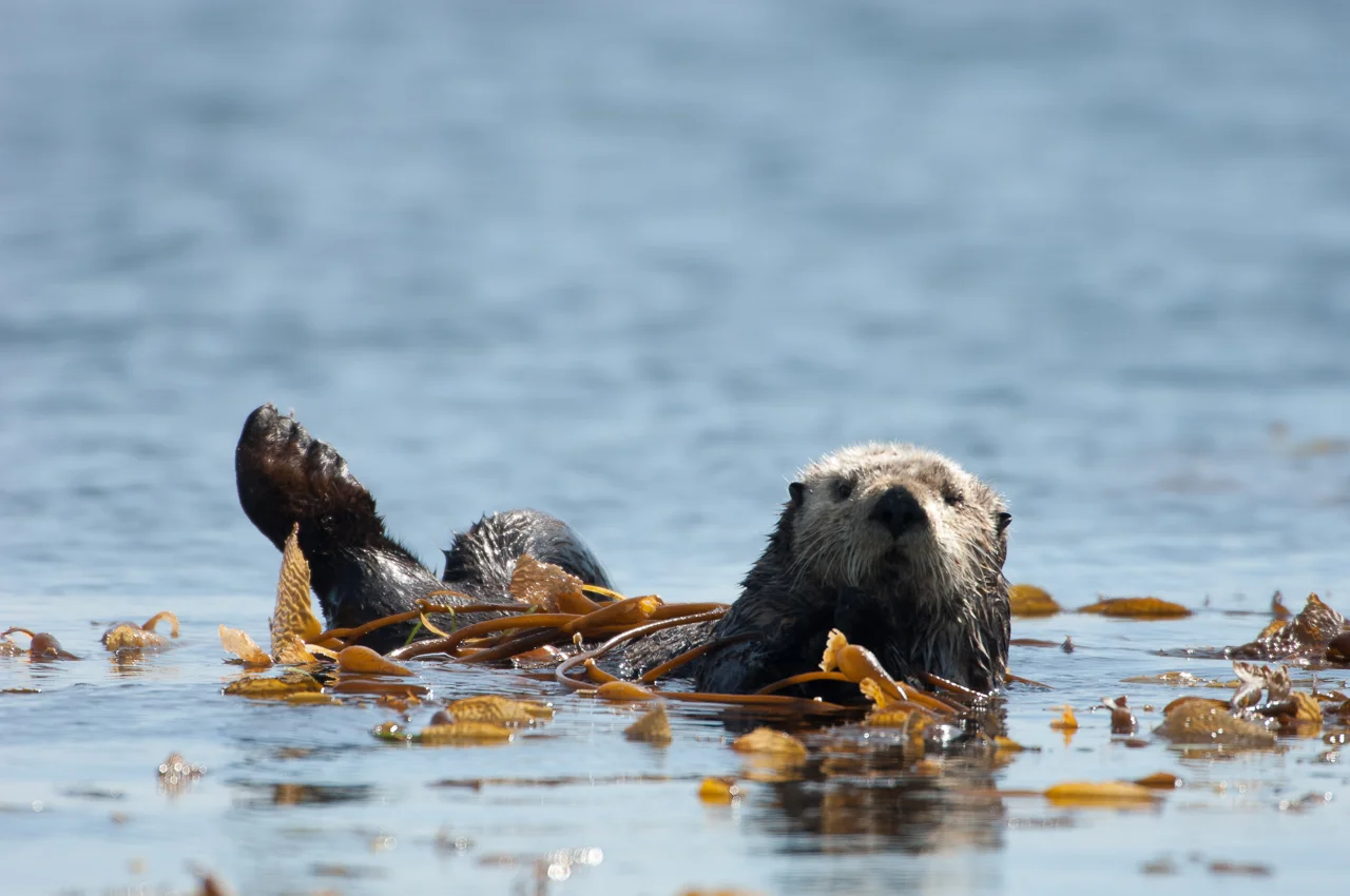 Otters