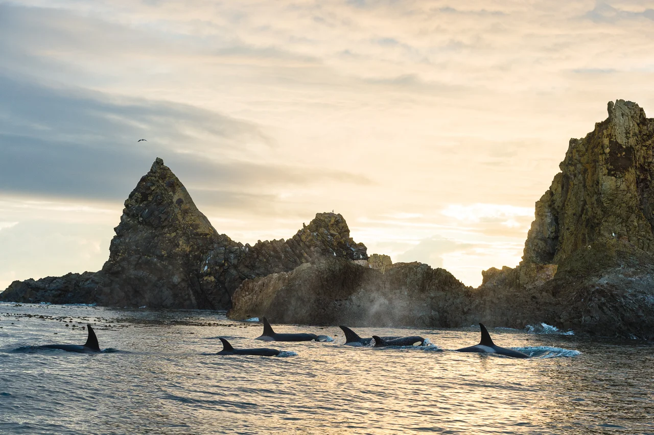 Killer Whales