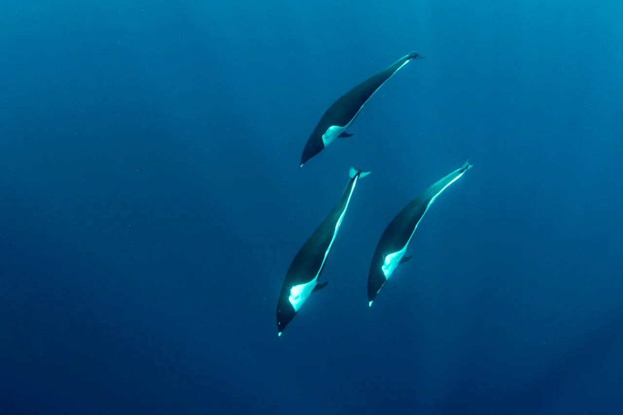 Cetaceans