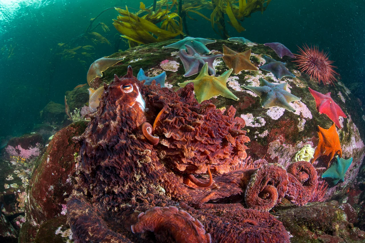 Octopus