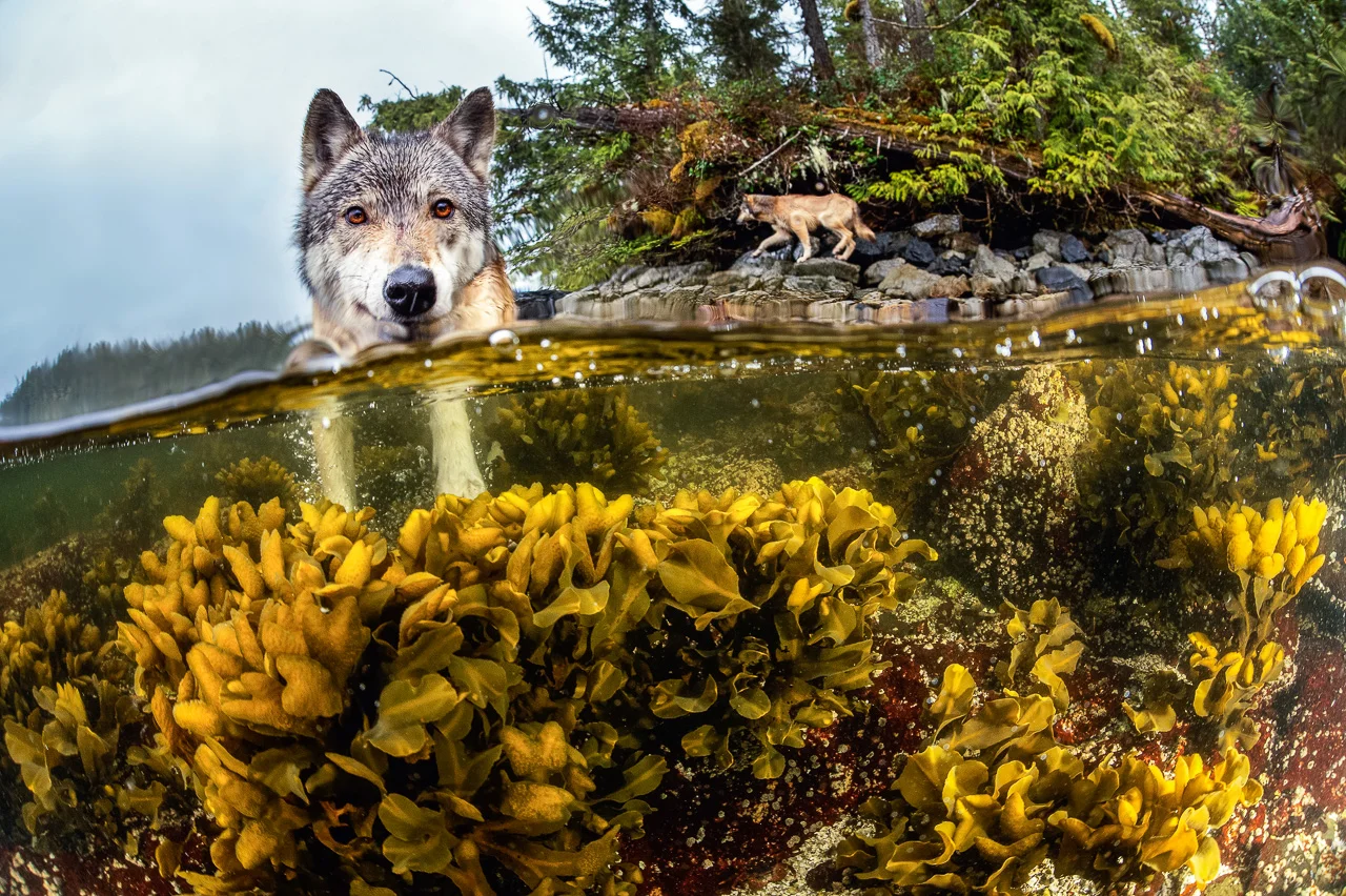 Sea Wolves