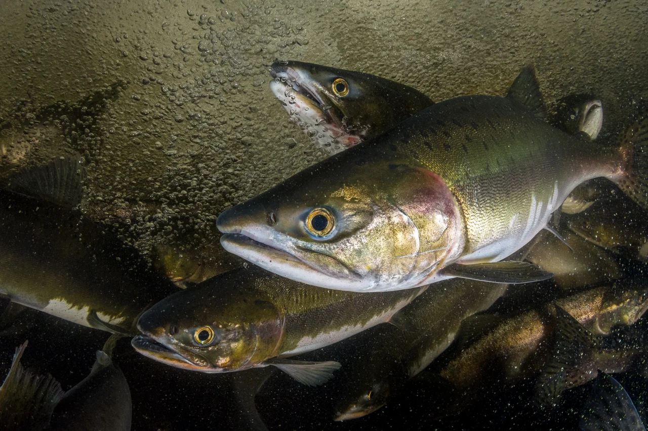 Pacific Salmon