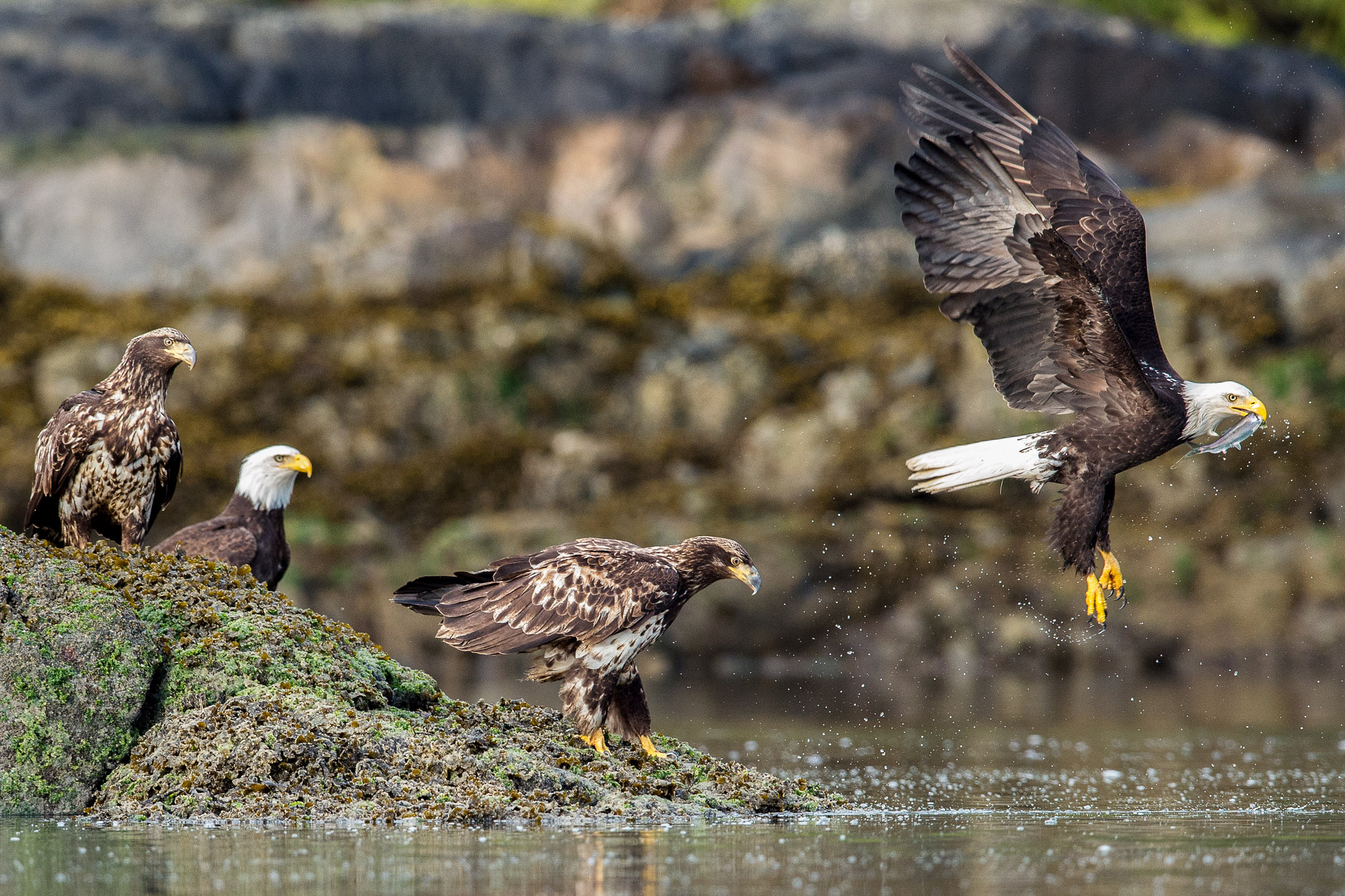 The tides, bird and mammal life, and air and water temperature indicate much about when the herring spawn will begin.