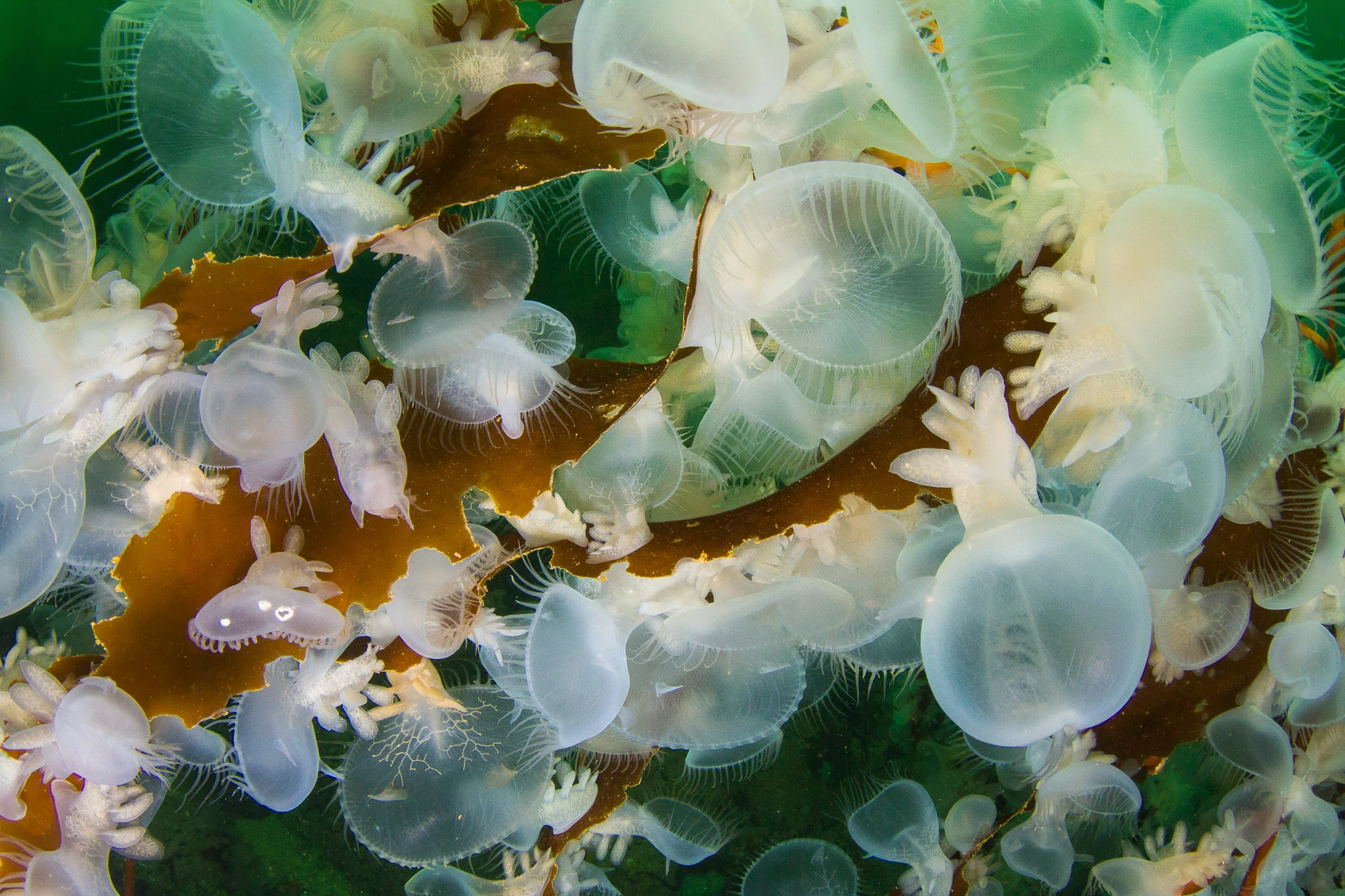 Transparent and majestic hooded nudibranchs are able to swim with small paddle-like flippers. These predatory sea slugs are found throughout the North and Central Coast and Haida Gwaii.