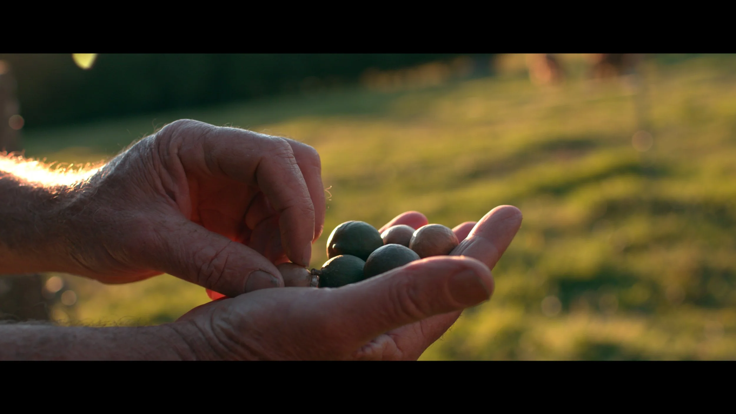 Screen Shot 2020-09-02 at 1.25.27 pm.jpeg