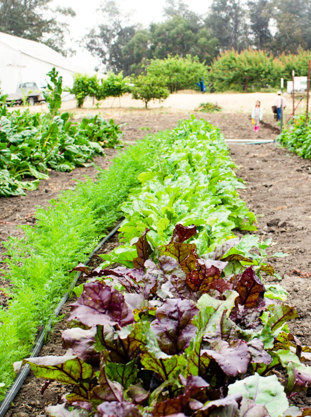 TheRanchTable_CommunityGarden-12.jpg