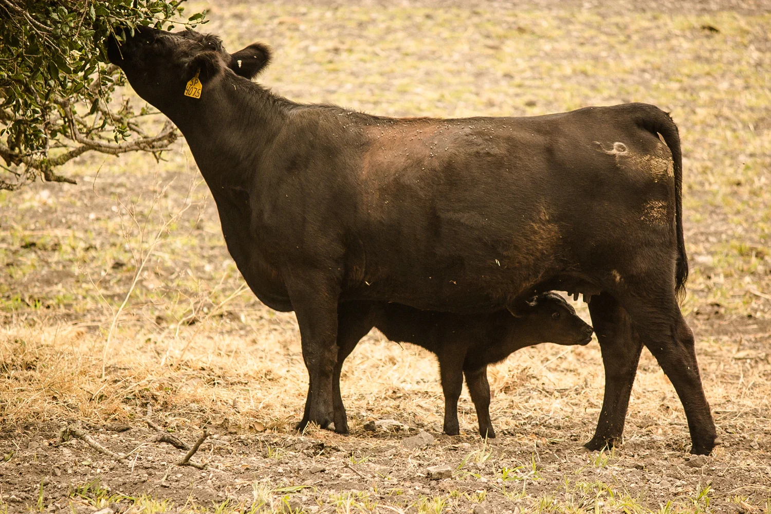 TheRanchTable_Calving-22.jpg