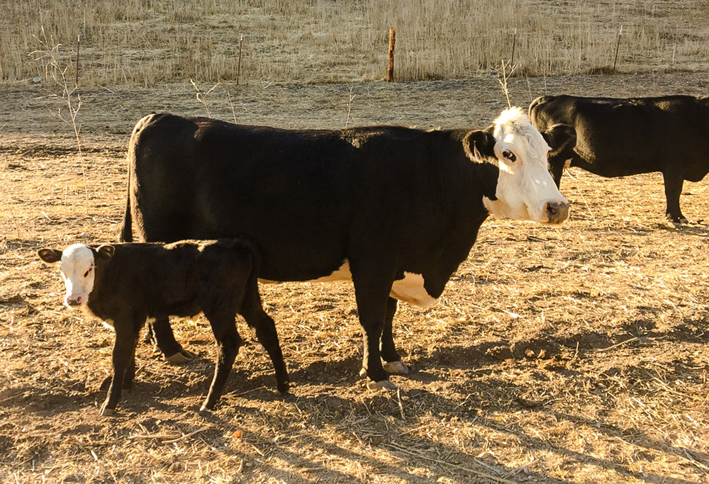 TheRanchTable_Calving-17.jpg
